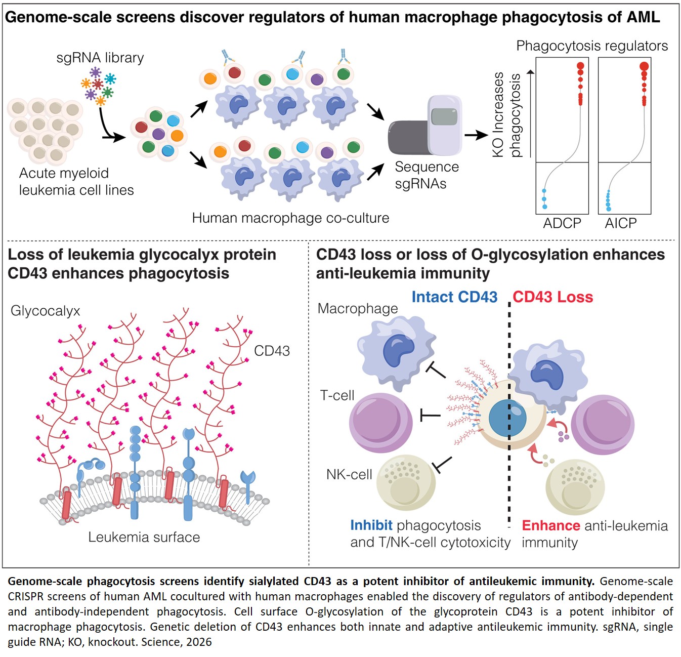 New acute myeloid leukemia “don’t eat me” signal discovered!