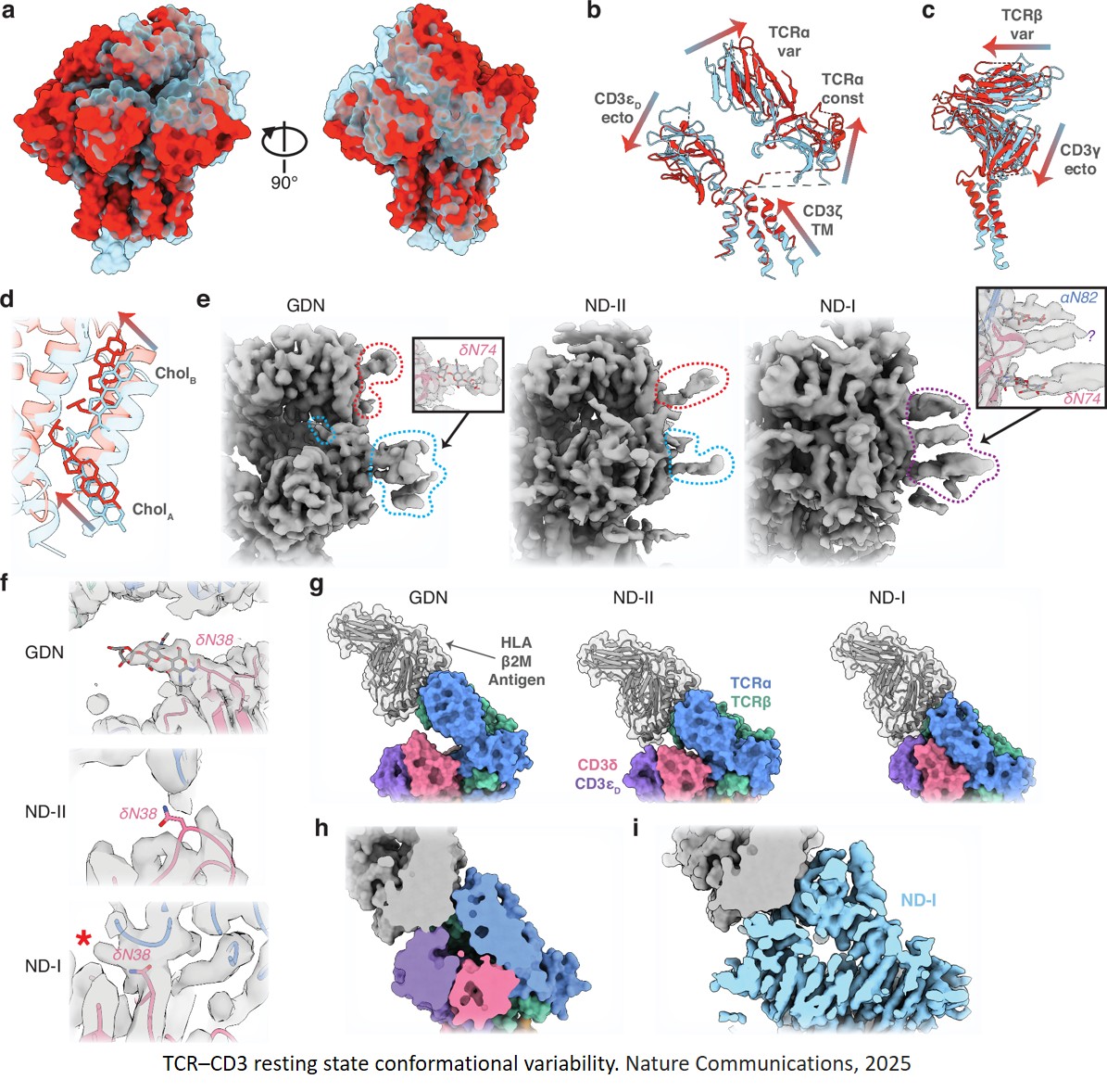 The resting and ligand-bound states of the membrane-embedded human T-cell receptor–CD3 complex
