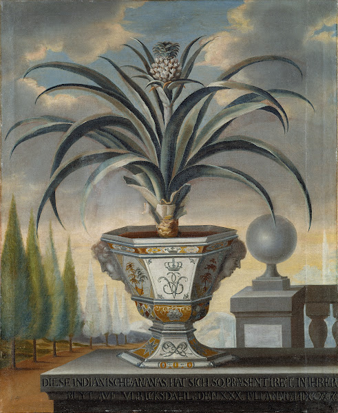 Pineapple plant 1729