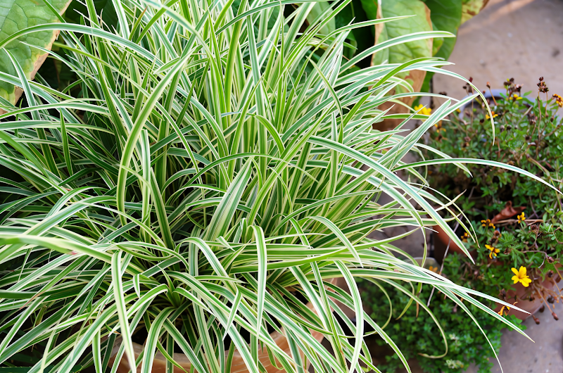 Carex morrowii 'Vanilla Ice' in giardino roccioso con fogliame bicolore