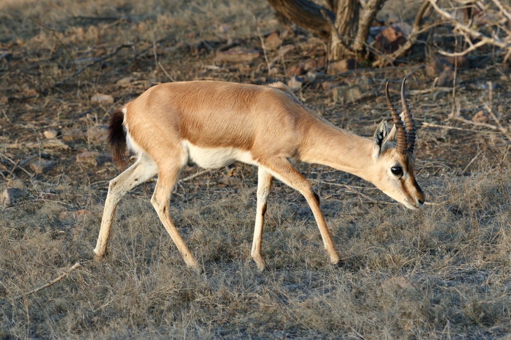 Chinkara (Indian gazelle)