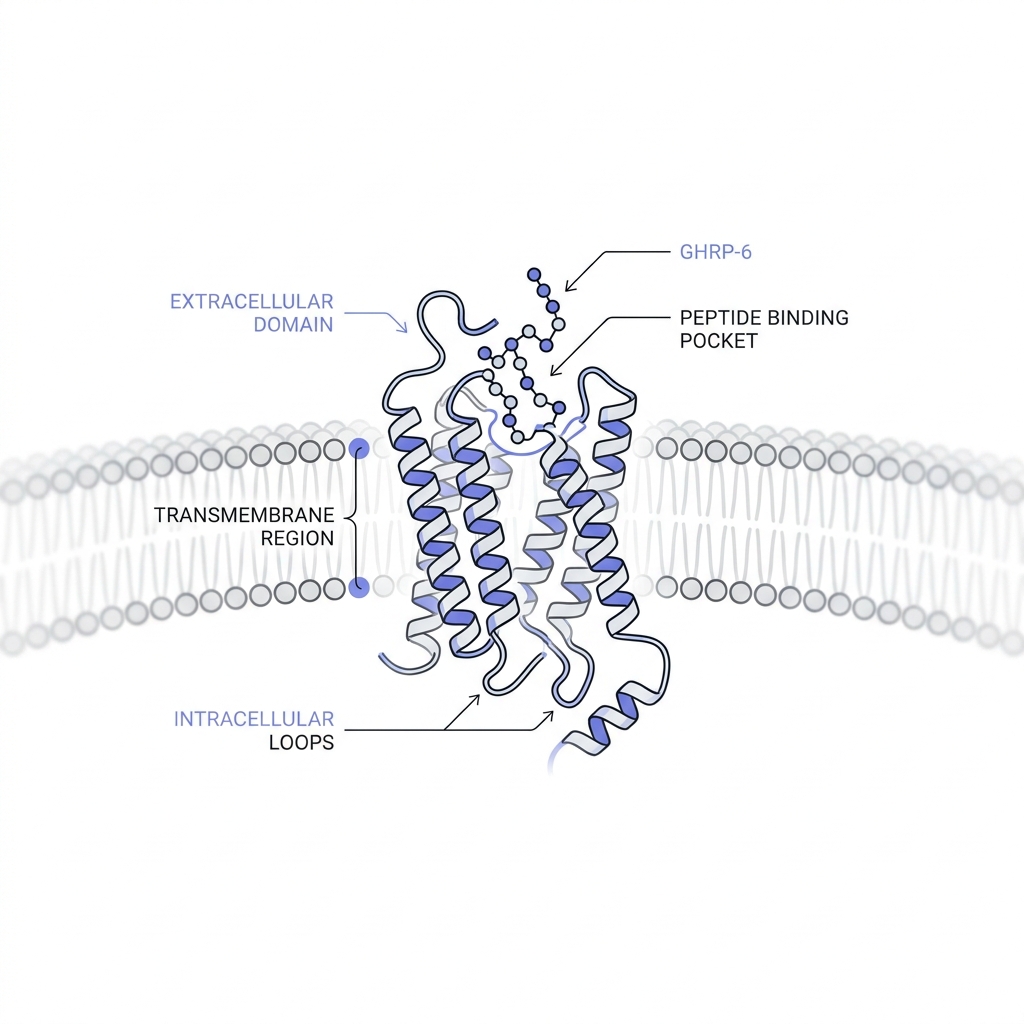 Close up schematic of ghrelin receptor on a cell membrane showing GHRP-6 peptide bound in the binding pocket with minimal annotations on a white Peptide World style background