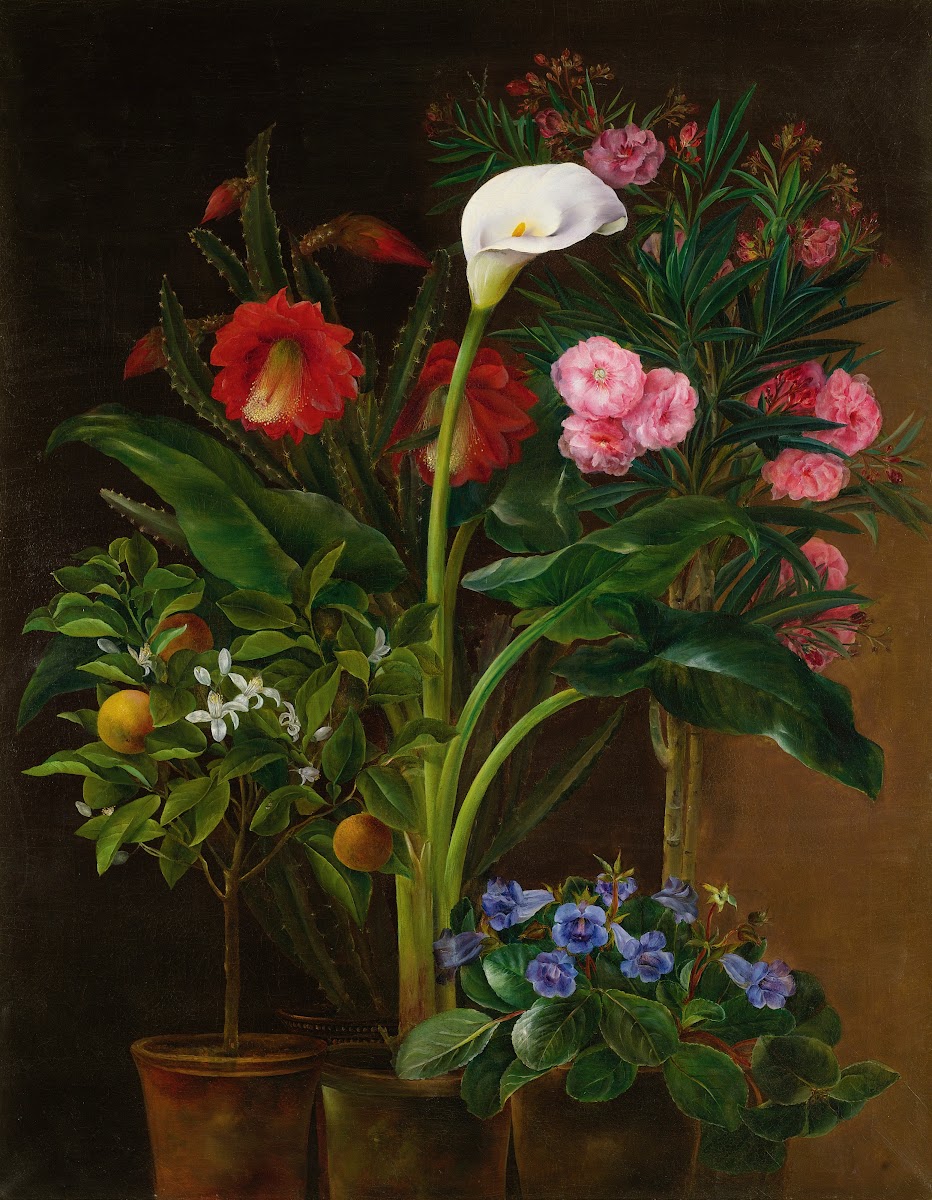Orange Tree Streptocarpus Oleander A Calla Lily And Cactus Flowers 19th century