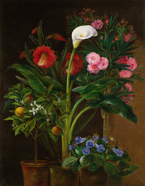 Orange Tree Streptocarpus Oleander A Calla Lily And Cactus Flowers 19th century