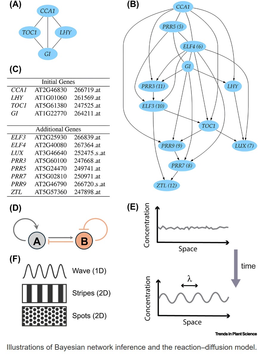 Modeling of gene regulatory networks: an annotated glossary