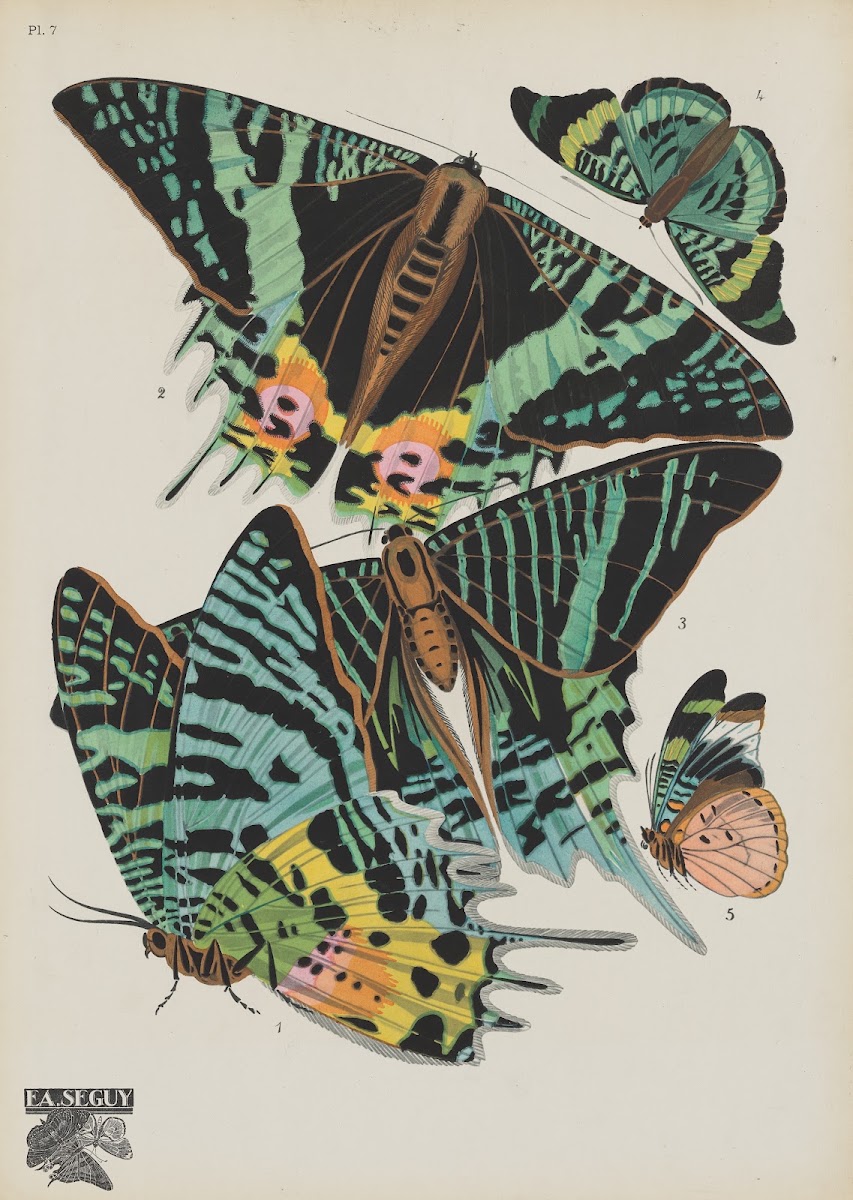 Papillons Pl07 1920