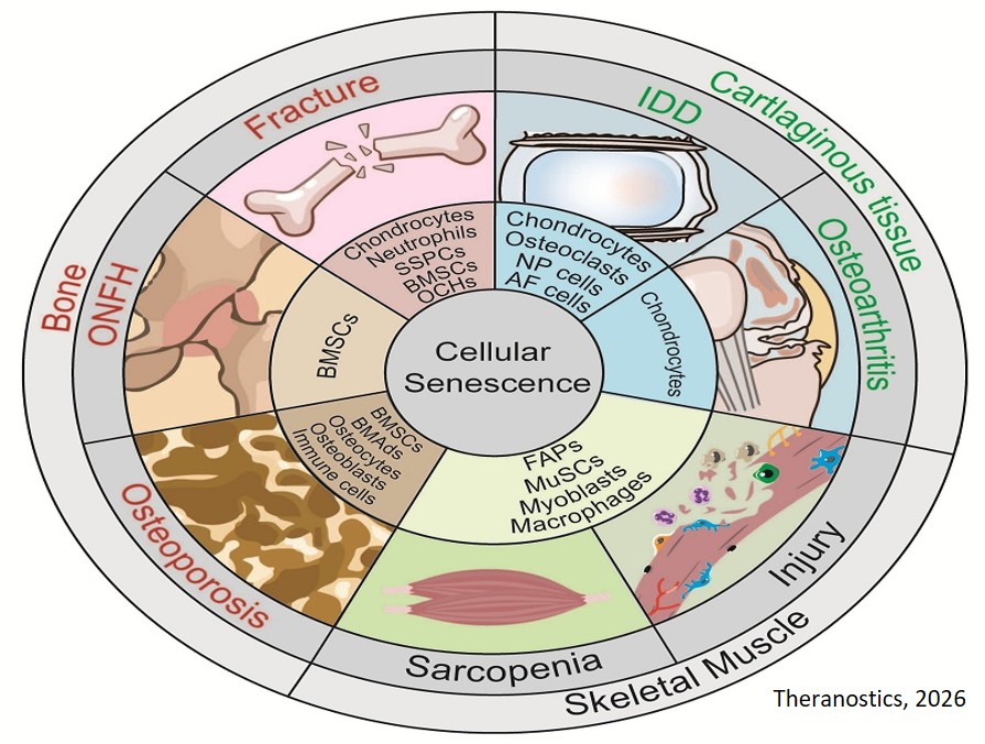 Cellular senescence in musculoskeletal diseases: biological mechanisms and clinical implications