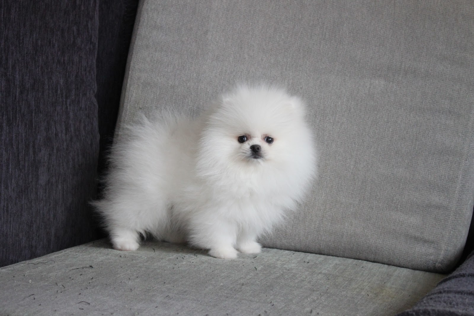 12/11出生 高端優質迷你爆毛松鼠白博美妹妹