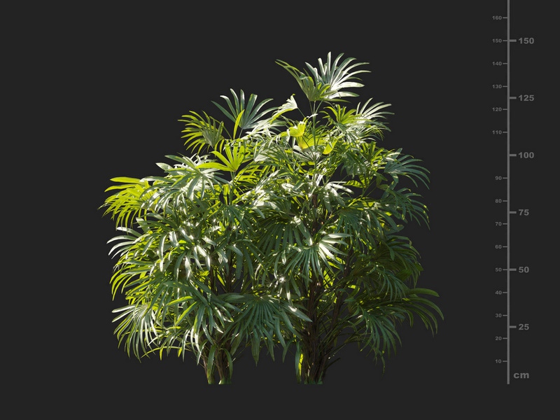 Maxtree - Plant Models Vol.127