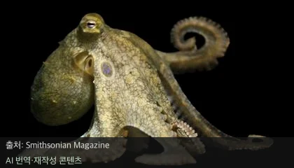 문어 지능 비밀 - 문어 지능 비밀, 단백질 만드는 '특이 돌연변이'에 있었다