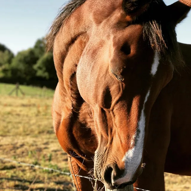 세계 대공황 이후 금본위제가 폐지된 이유와 경제 흐름
