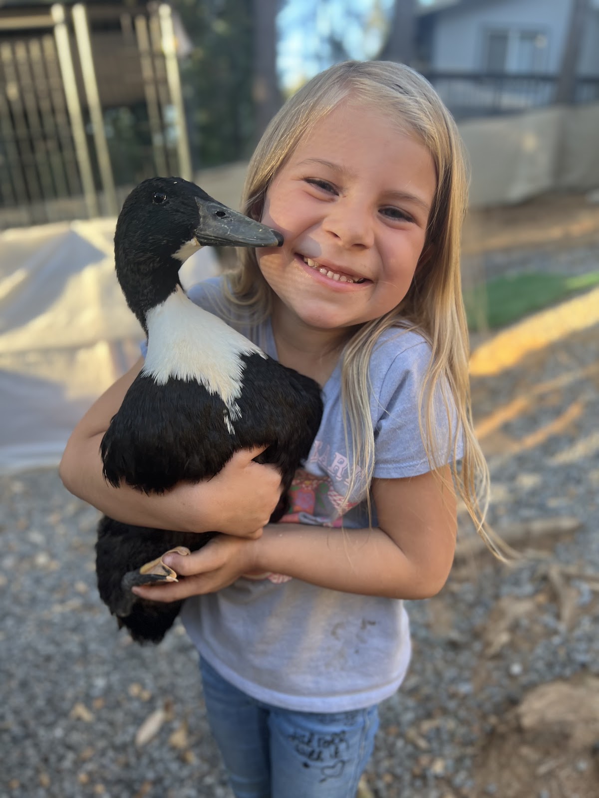 Black Swedish Duckling