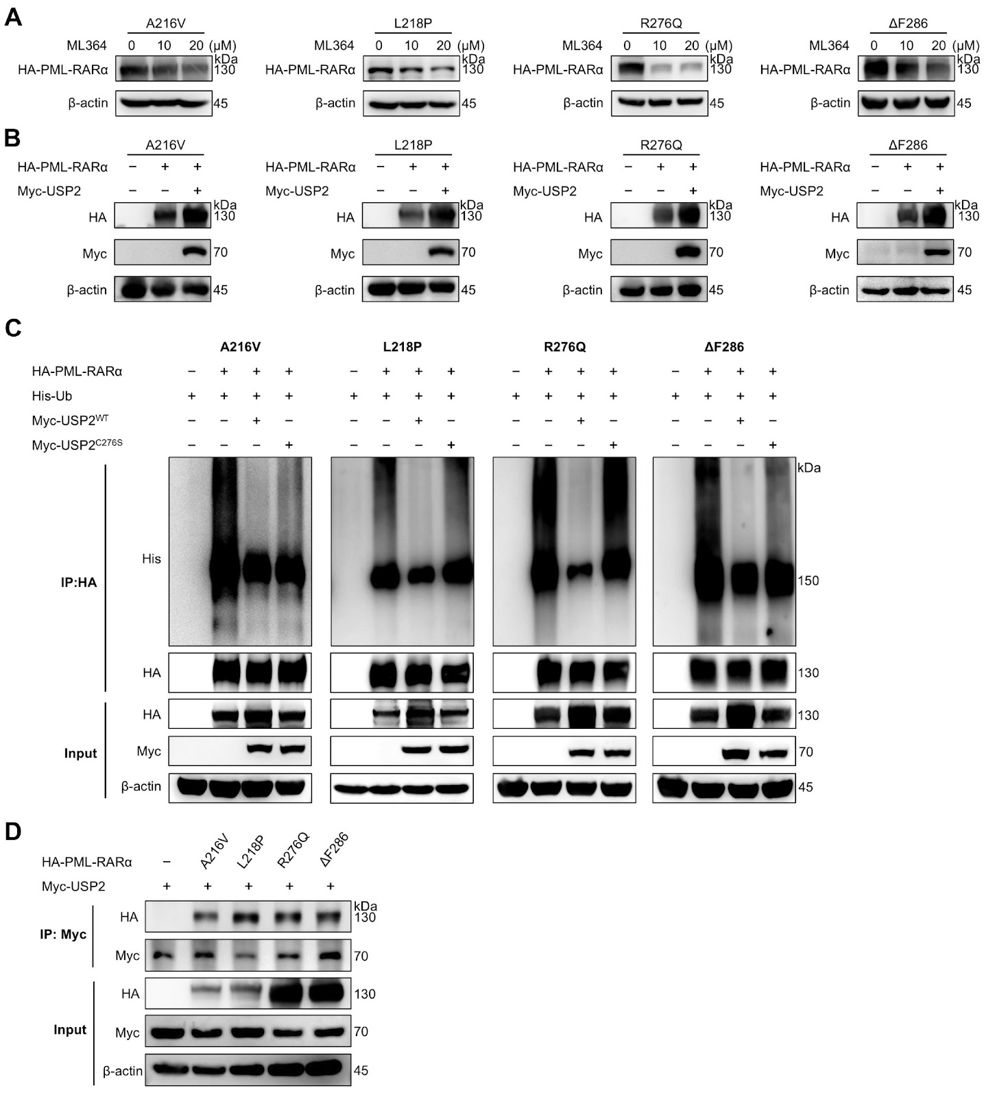 Targeting USP2 induces degradation of PML-RARα with or without drug-resistant mutations in acute promyelocytic leukemia