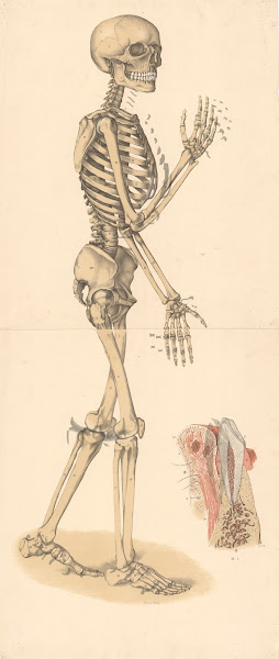 Skeleton 1908