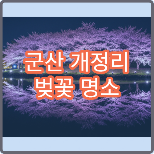 군산 개정리 벚꽃 명소 순위 1위 평일 오전 10시 방문 꿀시간