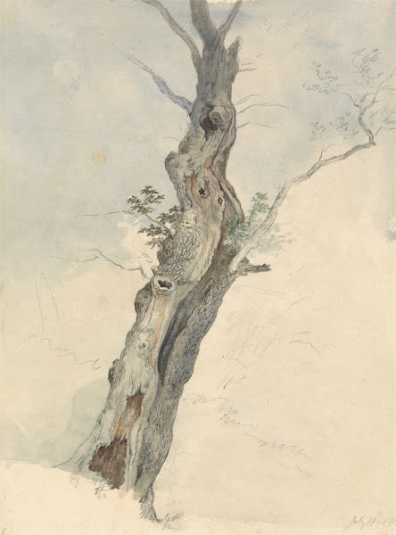 Tree Study between 1800 and 1805