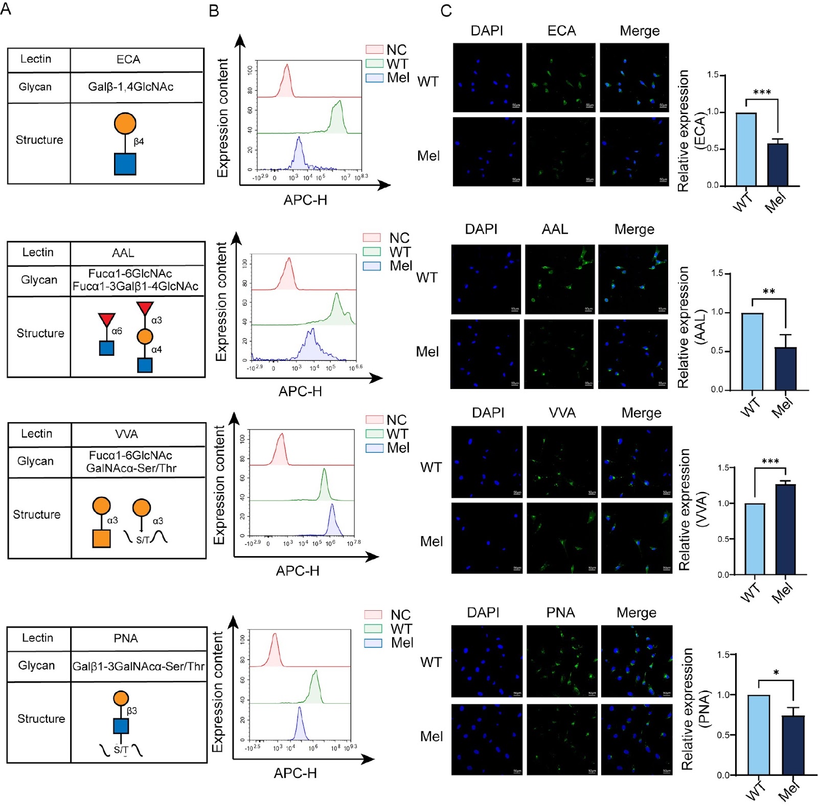 O-GlcNAcylation determines the function of the key O-GalNAc glycosyltransferase C1GalT1 in bladder cancer