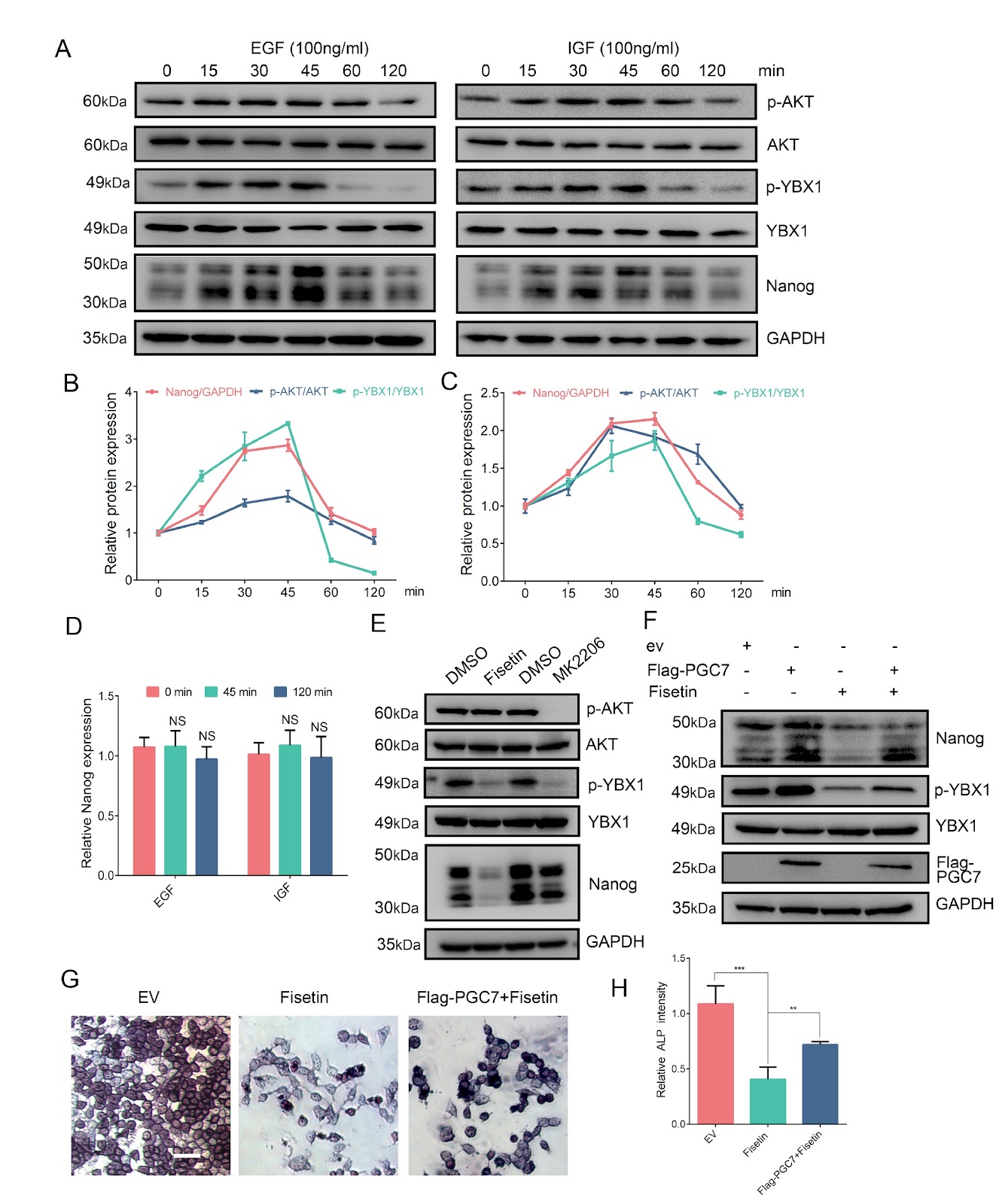 PGC7 maintains the pluripotency of F9 embryonic carcinoma cells by promoting Nanog translation
