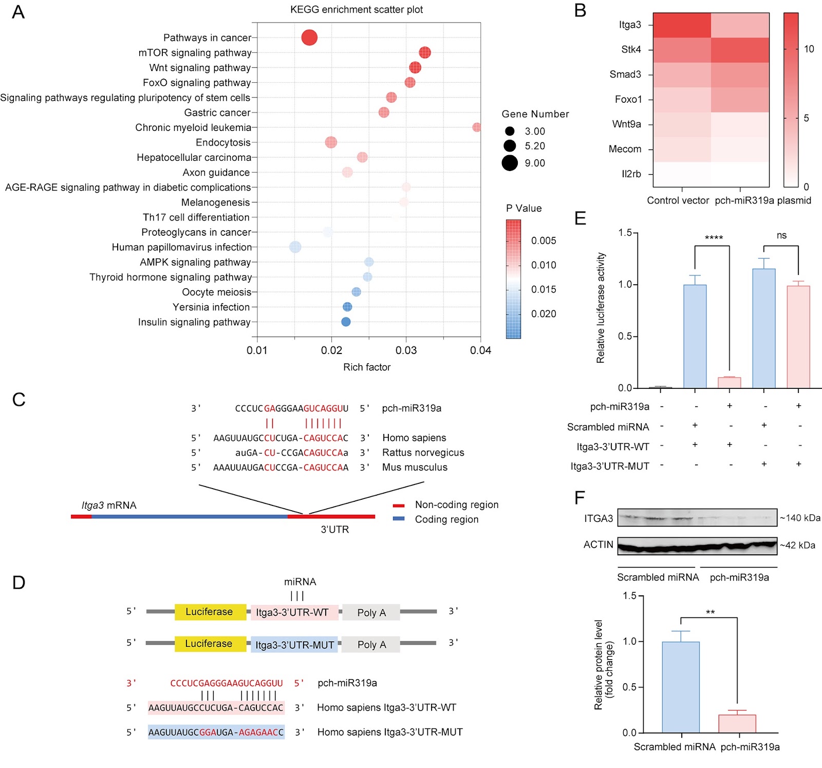 Distinct miR319a identified from Persicaria chinensis mediates cross-kingdom suppression of cervical cancer by targeting ITGA3