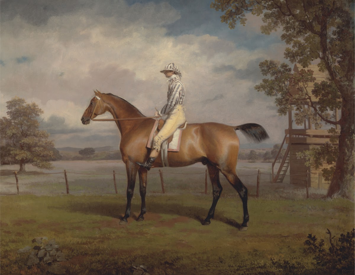 Portrait of a Racehorse Possibly Disguise the Property of the Duke of Hamilton w