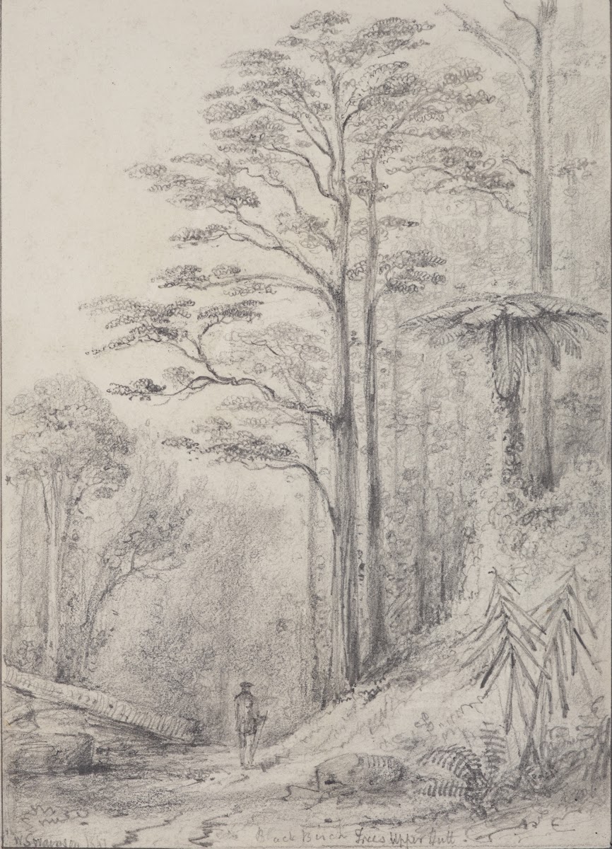 Black birch forest Upper Hutt 1847