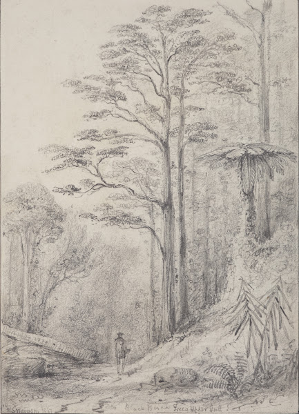 Black birch forest Upper Hutt 1847