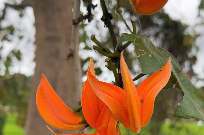 Ngắm mùa hoa đỏ nơi đại ngàn Gia Lai - Báo Gia Lai