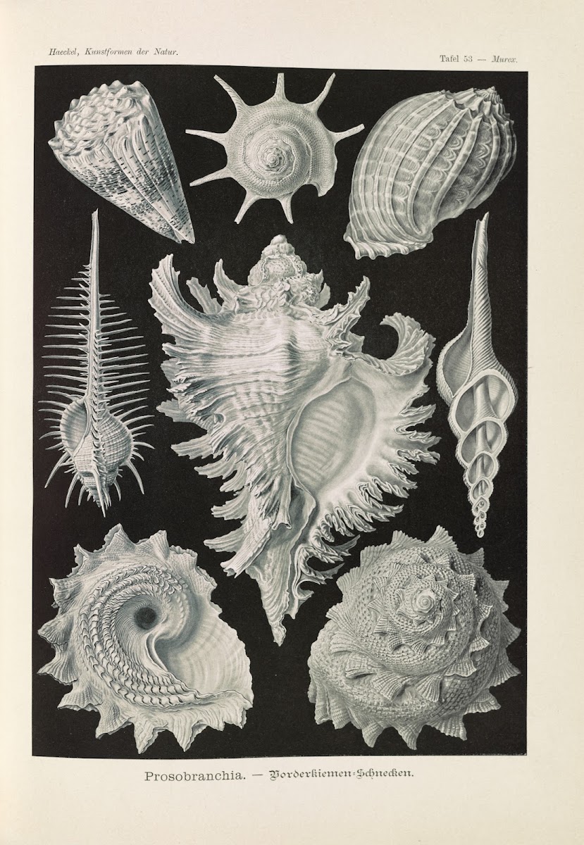 Prosobranchia  Dorderkiemen Schnecken 1904