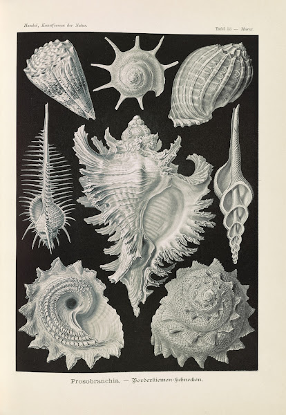 Prosobranchia  Dorderkiemen Schnecken 1904