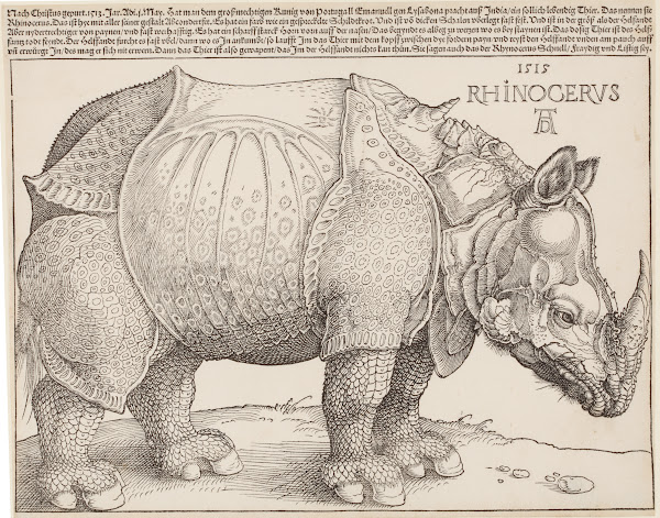Rhinocerus Das Rhinozeros 1515