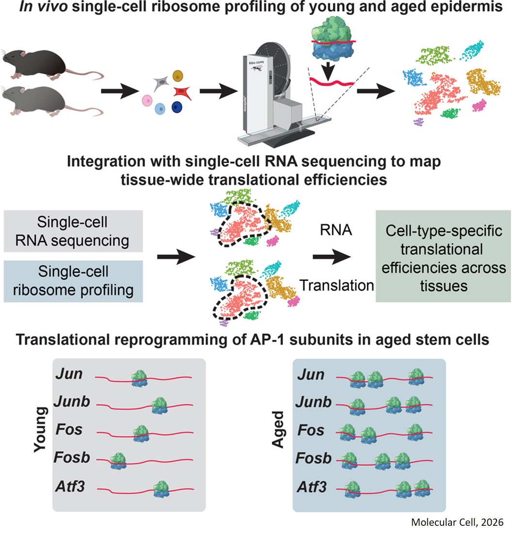 In vivo single-cell ribosome profiling reveals cell- type-specific translational programs during aging