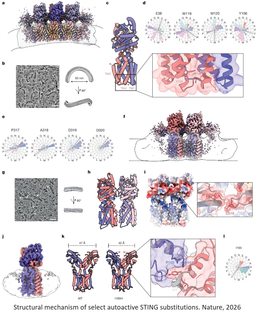 How mutations affect STING-induced immunity