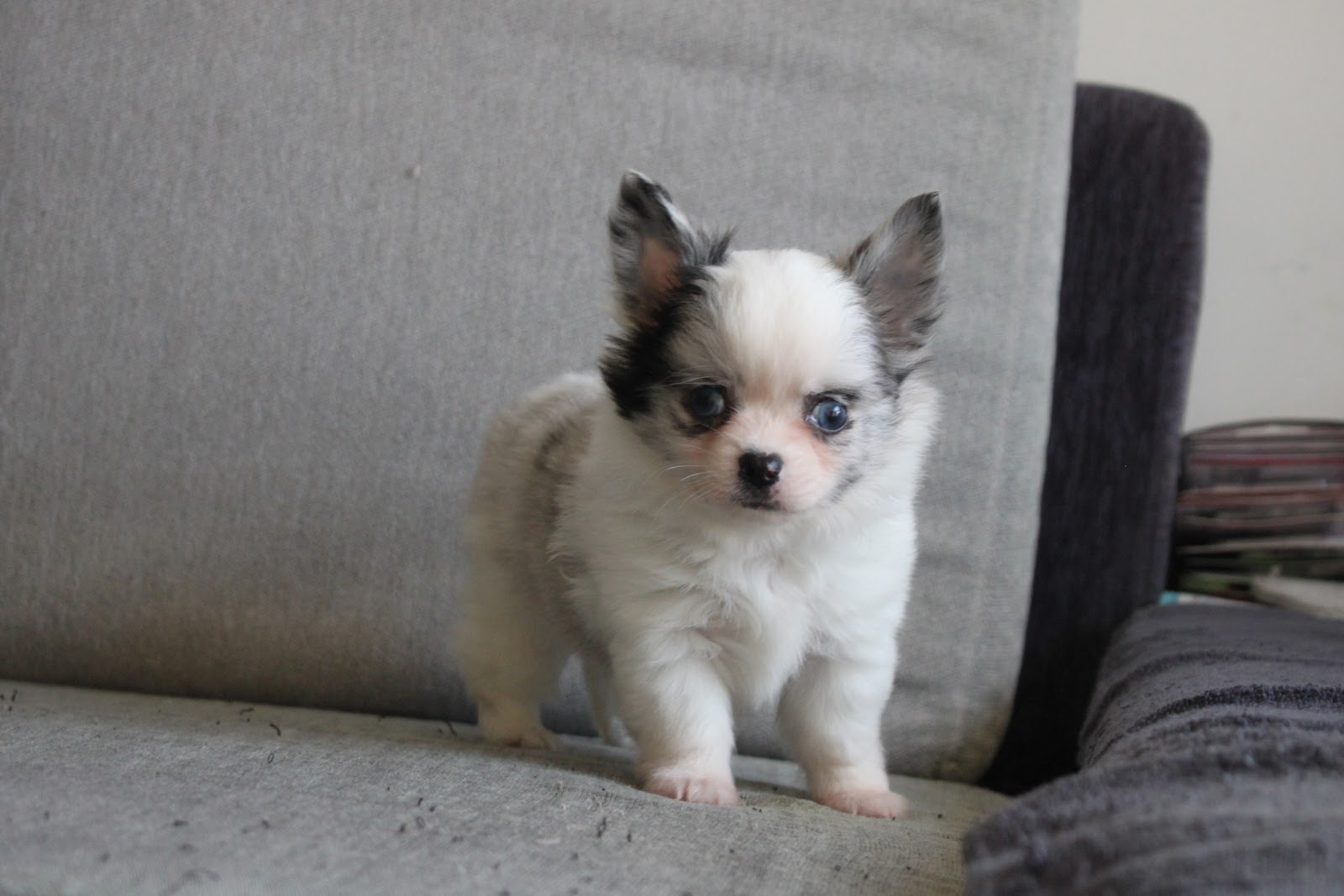 12/19出生 優質迷你長毛吉娃娃大理石白花弟弟