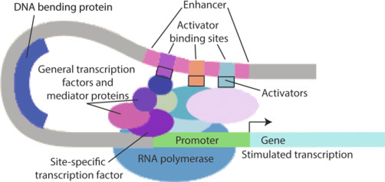 Transcription Factors