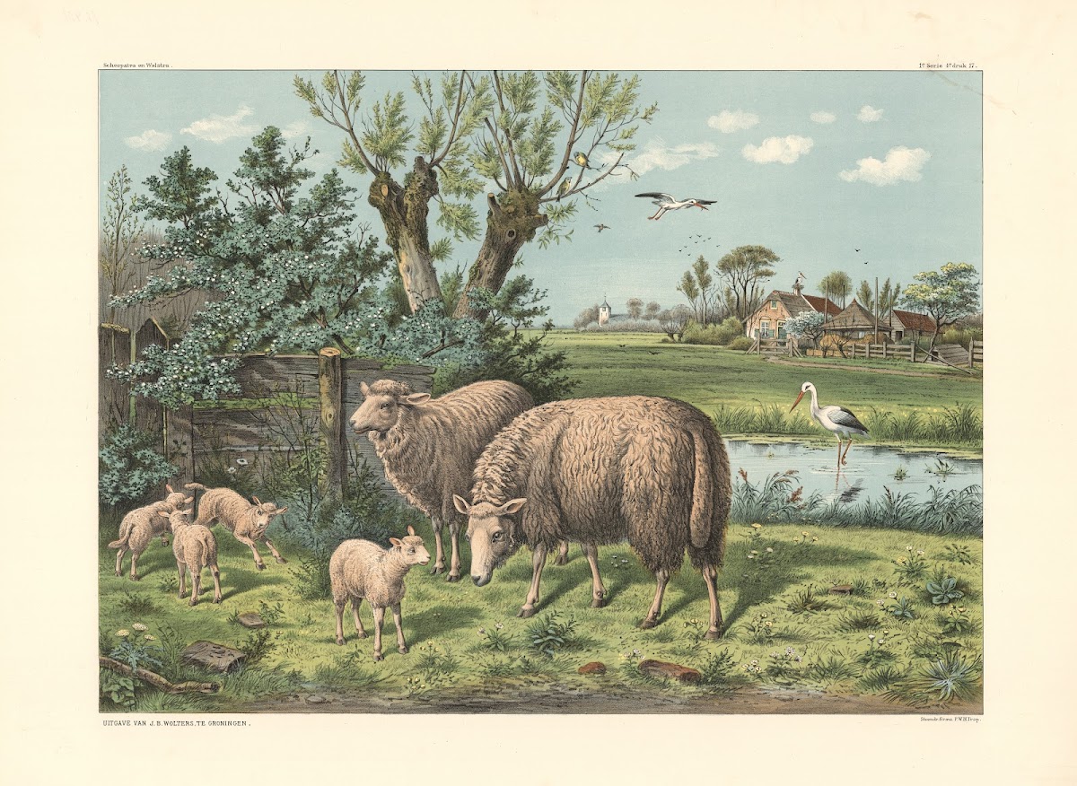 Sheep and storks 1910