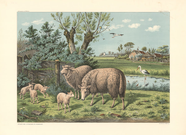 Sheep and storks 1910