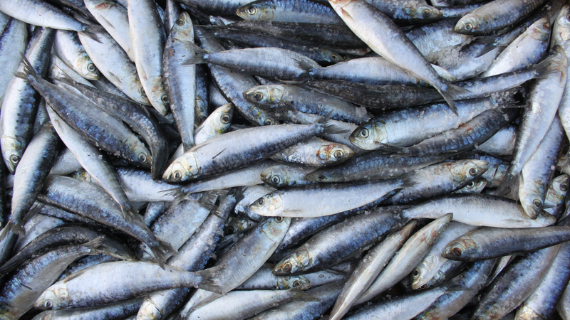 Cá mòi giàu omega-3, canxi và dễ chế biến thành nhiều món ăn