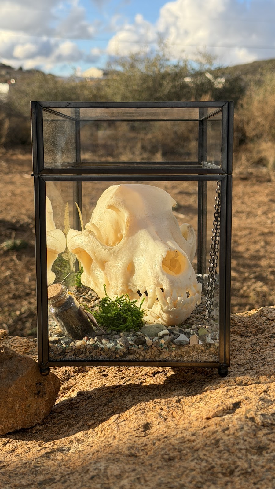 Pet Skull Preservation 1