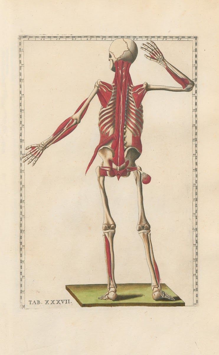 Bartholomaei Eustachii anatomici summi Romanae archetypae tabulae anatomicae nov