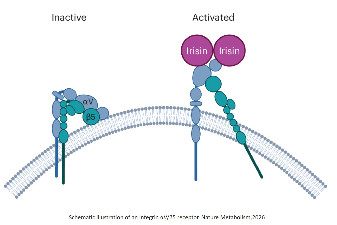 The exercise hormone irisin has neuroprotective effects in a mouse model of multiple sclerosis