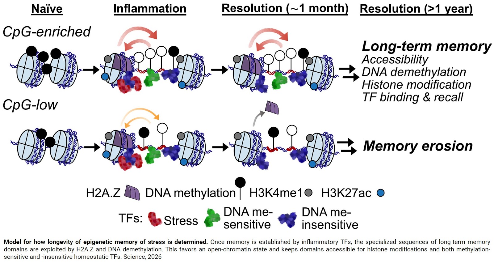 Long-term inflammatory memory driver identified!
