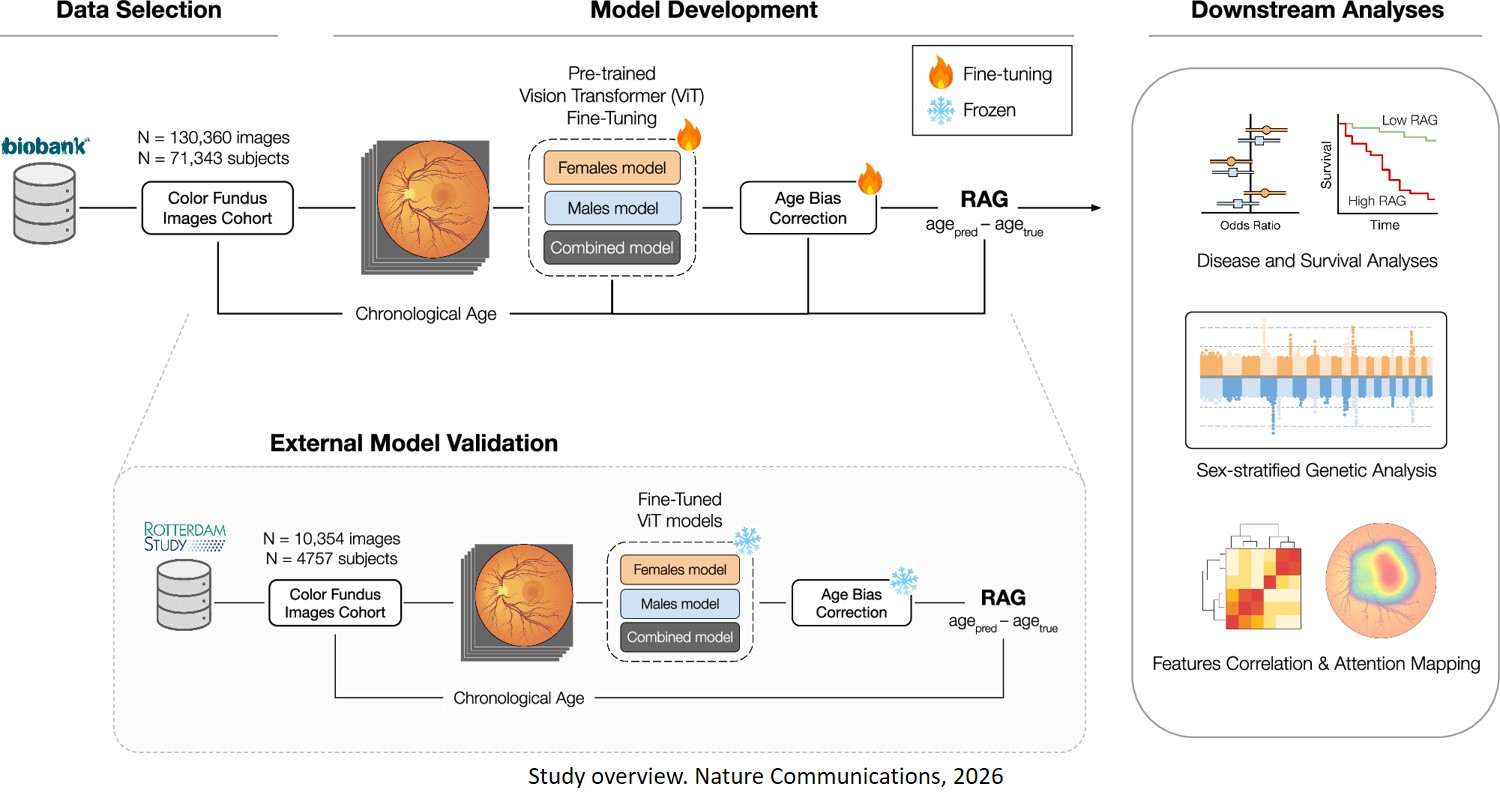 Deep learning aging marker from retinal images unveils sex-specific clinical and genetic signatures