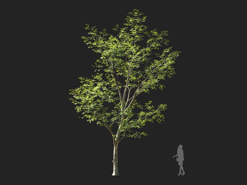 Maxtree - Plant Models Vol.114