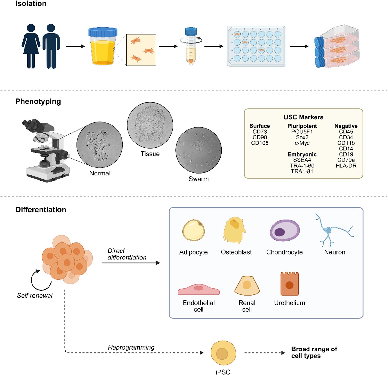 Urine-Derived Stem Cells in Regenerative Nephrology: Mechanisms, Delivery Strategies, and Clinical Translation for Chronic Kidney Disease