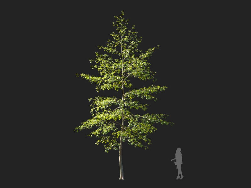 Maxtree - Plant Models Vol.114