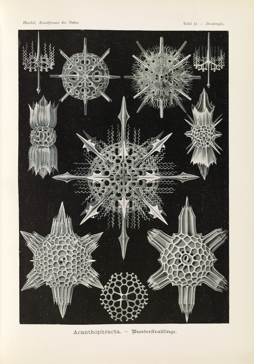 Acanthophracta  Wunderstrahlinge 1904