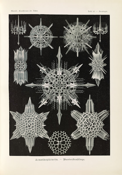 Acanthophracta  Wunderstrahlinge 1904