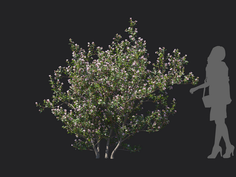 Maxtree - Plant Models Vol.129