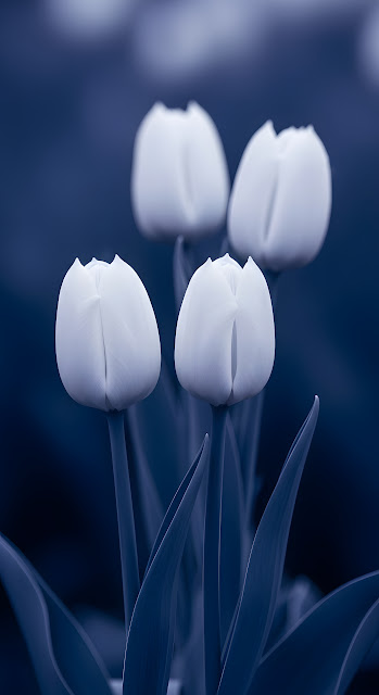 Monochromatic Blue Tulip Blooms in Dark Garden - Free mobile Wallpaper