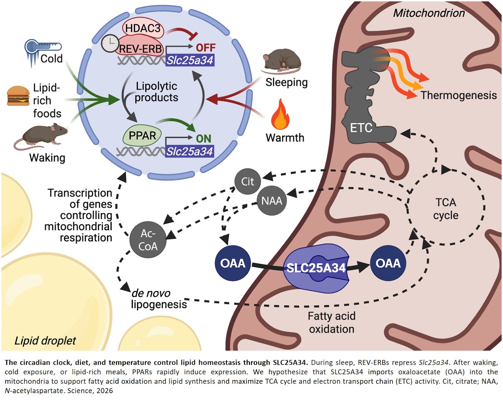 A mitochondrial carrier syncs body clock, our diet and the temperature around us